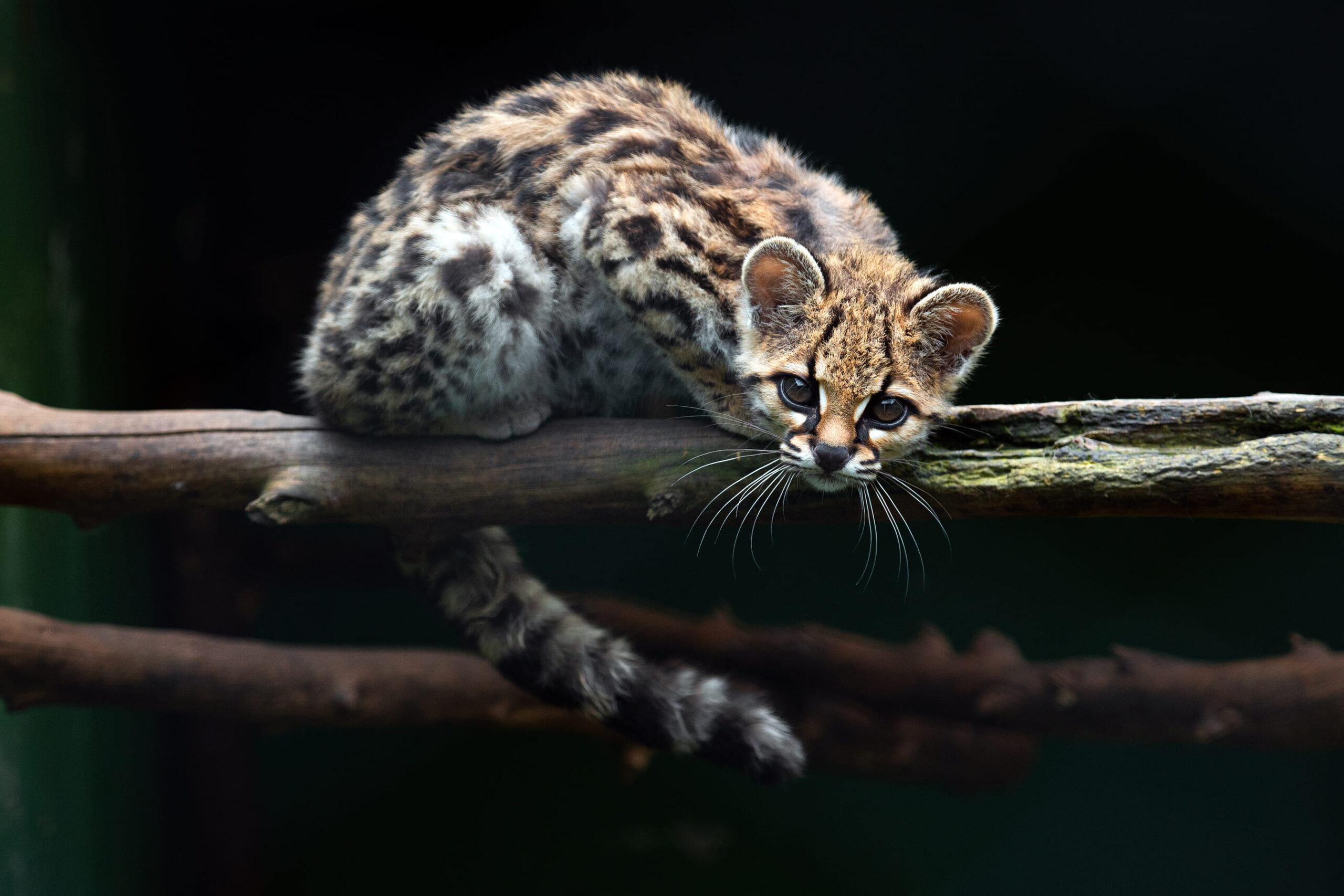 Crédito: Daniel de Granville